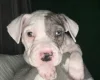American Bulldog