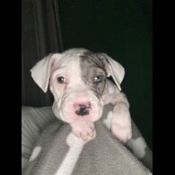 American Bulldog