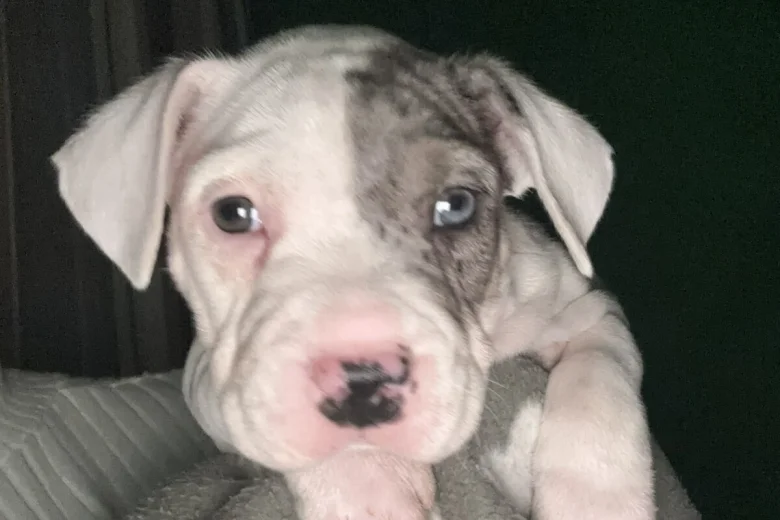 American Bulldog