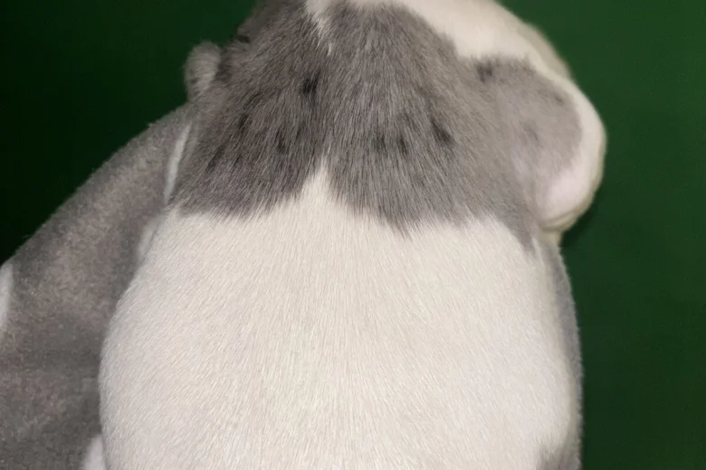 American Bulldog