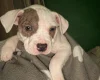 American Bulldog