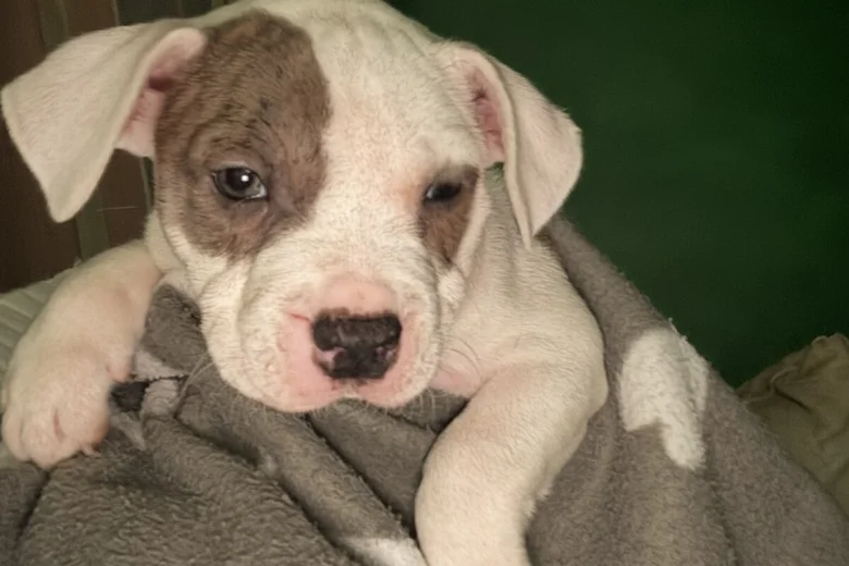American Bulldog
