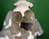 American Bulldog