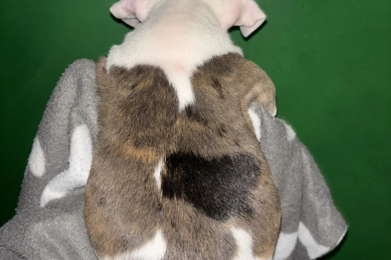 American Bulldog
