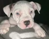 American Bulldog