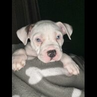 American Bulldog