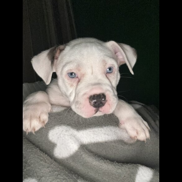 American Bulldog