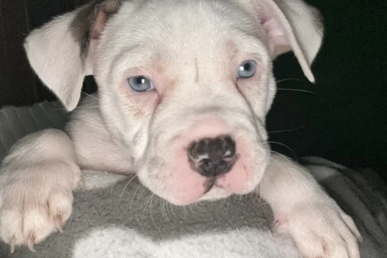 American Bulldog