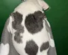 American Bulldog