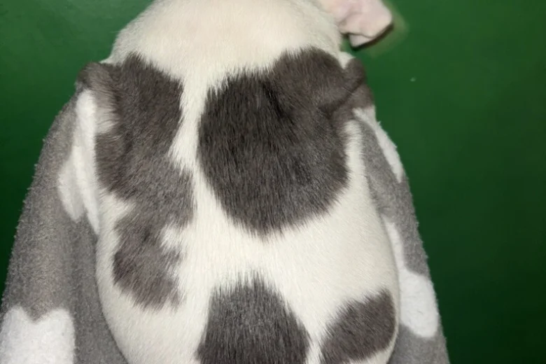 American Bulldog