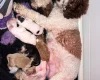 Labradoodle