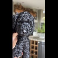 Labradoodle