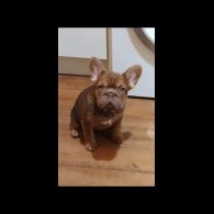 French Bulldog