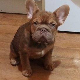 French Bulldog