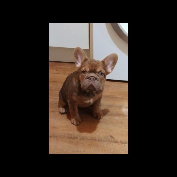 French Bulldog
