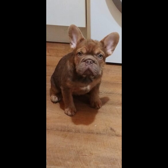 French Bulldog