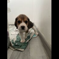 Beagle