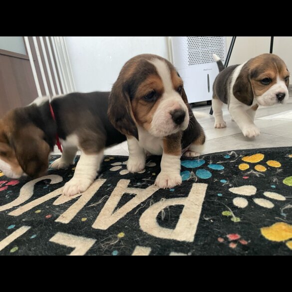 Beagle