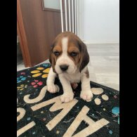 Beagle