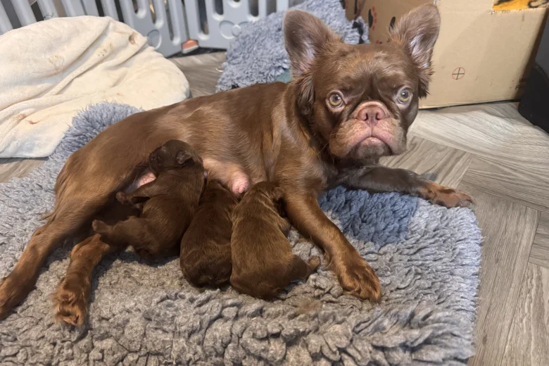 French Bulldog