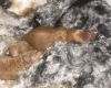 Cavapoo