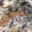 Cavapoo