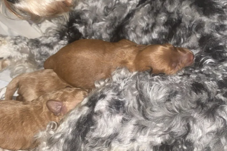 Cavapoo