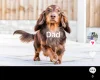 Dachshund (Smooth Haired)