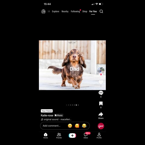 Dachshund (Smooth Haired)