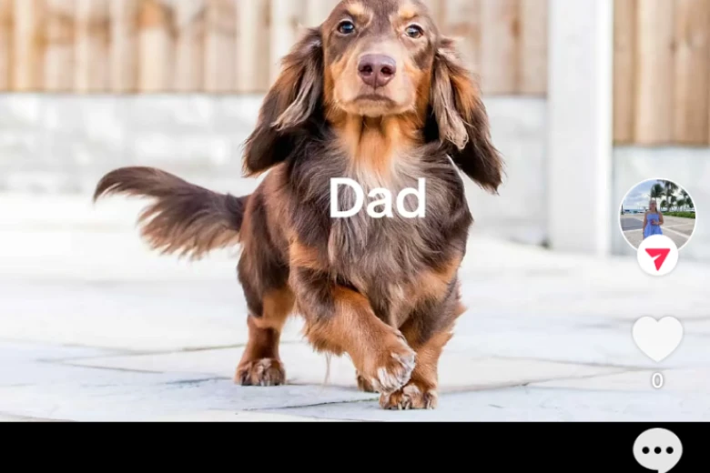 Dachshund (Smooth Haired)