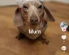 Dachshund (Smooth Haired)