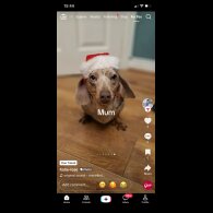 Dachshund (Smooth Haired)