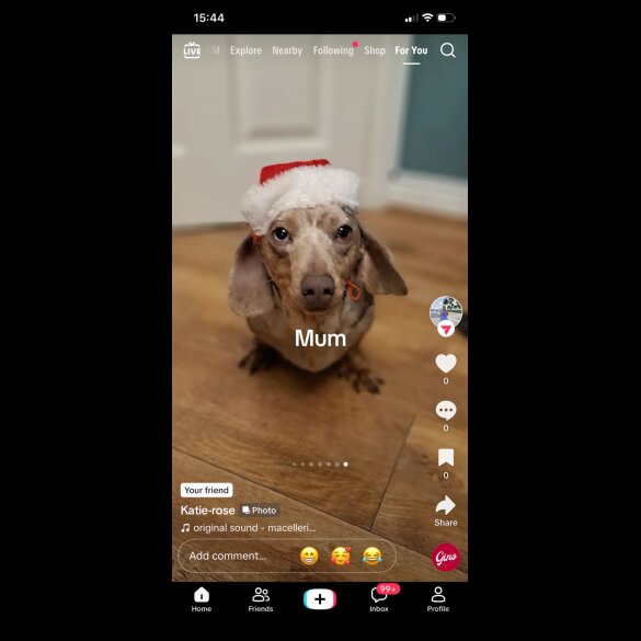 Dachshund (Smooth Haired)