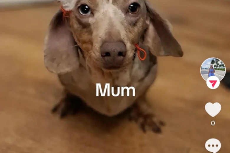 Dachshund (Smooth Haired)
