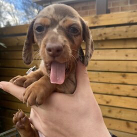 Dachshund (Smooth Haired)