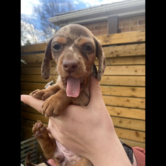 Dachshund (Smooth Haired)