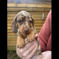 Dachshund (Smooth Haired)