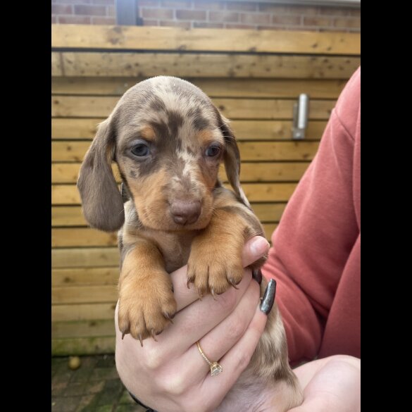 Dachshund (Smooth Haired)