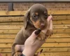 Dachshund (Smooth Haired)