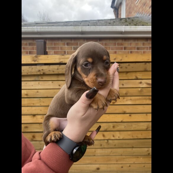 Dachshund (Smooth Haired)