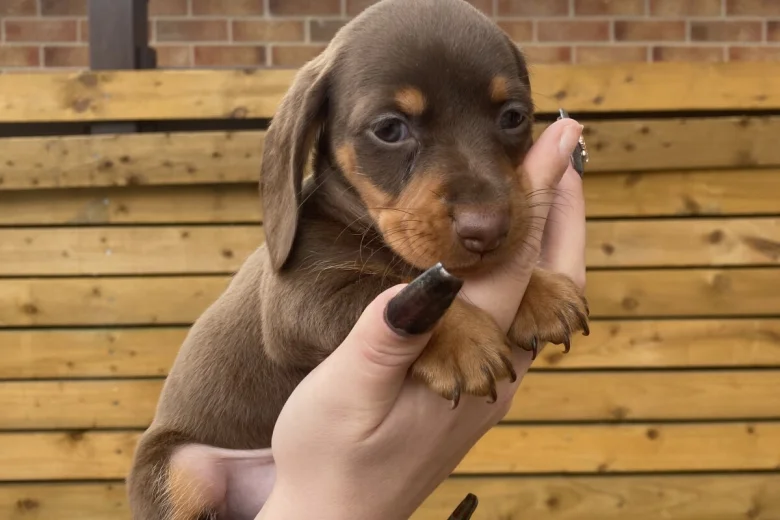 Dachshund (Smooth Haired)