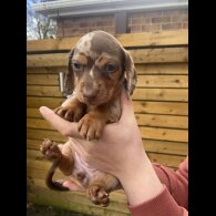 Dachshund (Smooth Haired)