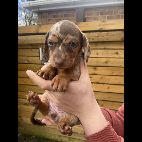 Dachshund (Smooth Haired)