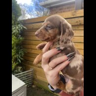 Dachshund (Smooth Haired)