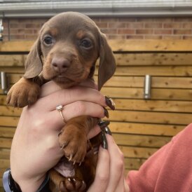 Dachshund (Smooth Haired)
