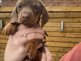 Dachshund (Smooth Haired)