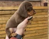Dachshund (Smooth Haired)