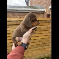 Dachshund (Smooth Haired)