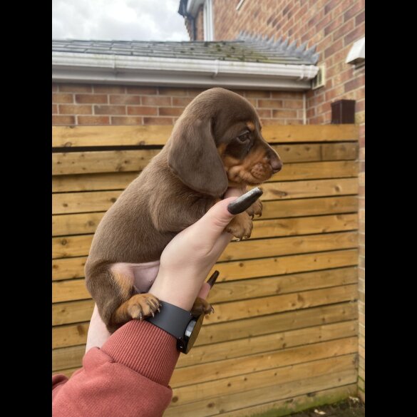 Dachshund (Smooth Haired)