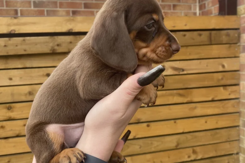 Dachshund (Smooth Haired)